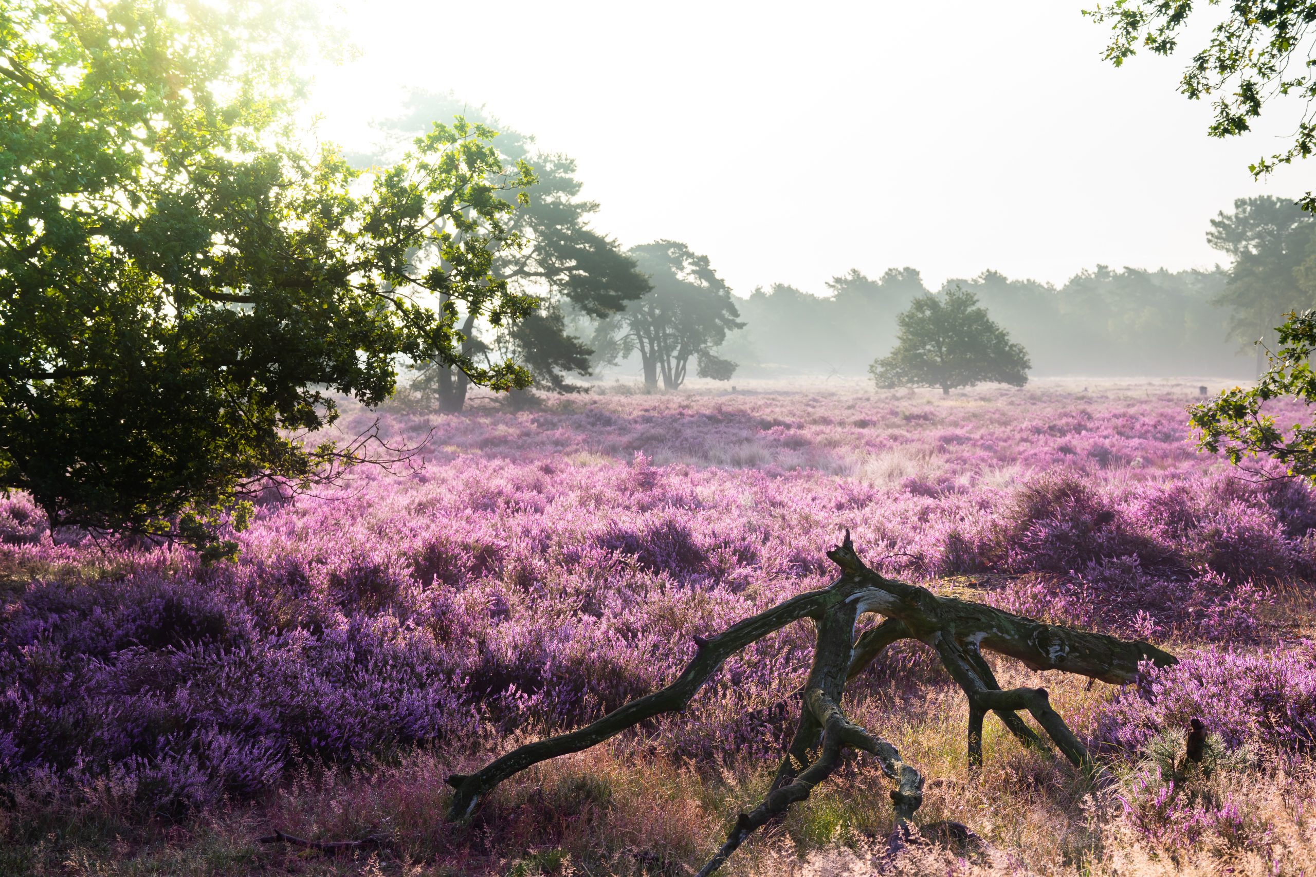 Regio Hart van Brabant natuur